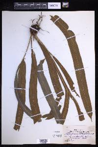 Elaphoglossum vestitum image