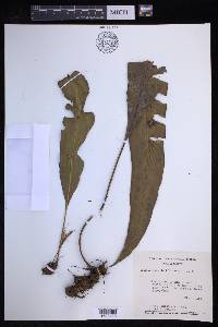 Elaphoglossum latifolium image