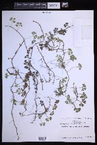 Elaphoglossum peltatum image