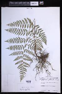 Dryopteris rossii image