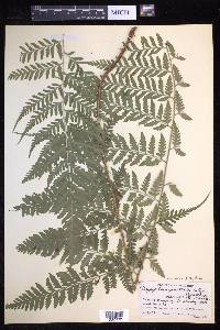 Dryopteris patula image