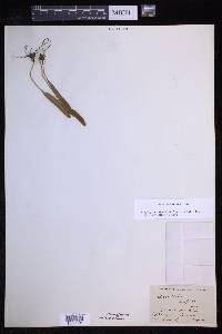 Elaphoglossum affine image