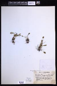 Elaphoglossum piloselloides image