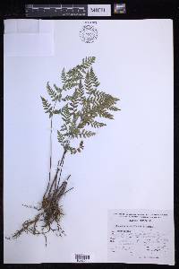 Dryopteris patula image