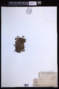 Elaphoglossum piloselloides image