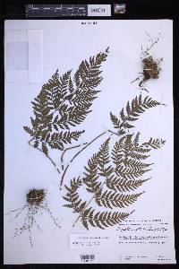 Dryopteris rossii image