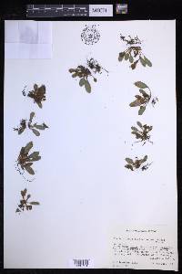 Elaphoglossum piloselloides image