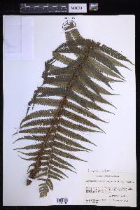 Dryopteris wallichiana image