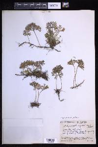 Elaphoglossum peltatum image
