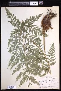 Dryopteris patula image