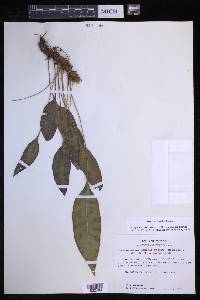 Elaphoglossum maxonii image