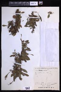 Elaphoglossum procurrens image