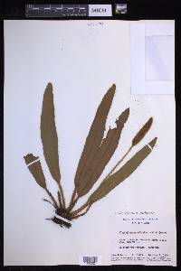 Elaphoglossum eutecnum image