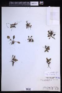 Elaphoglossum piloselloides image