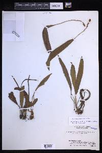 Elaphoglossum muelleri image