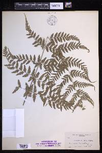 Dryopteris patula image