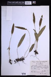 Elaphoglossum gratum image