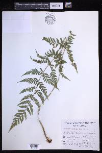 Dryopteris patula image