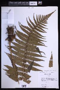 Dryopteris wallichiana image