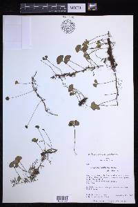 Elaphoglossum peltatum image