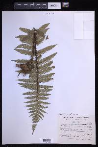 Dryopteris wallichiana image