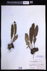 Elaphoglossum sartorii image