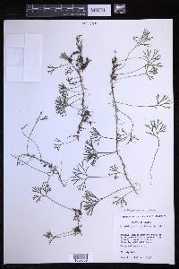 Elaphoglossum peltatum image