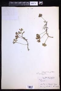 Elaphoglossum peltatum image