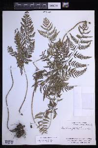 Dryopteris rossii image