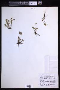 Elaphoglossum piloselloides image