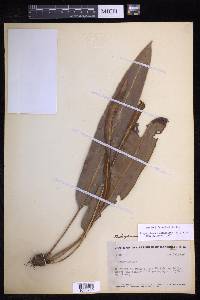 Elaphoglossum latifolium image