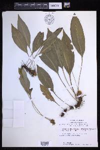 Elaphoglossum maxonii image