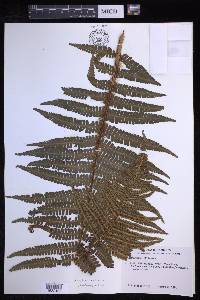 Dryopteris wallichiana image