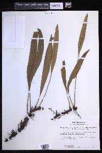 Elaphoglossum inaequalifolium image