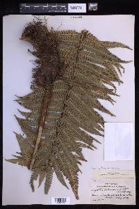 Dryopteris wallichiana image