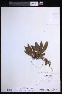 Elaphoglossum moritzianum image