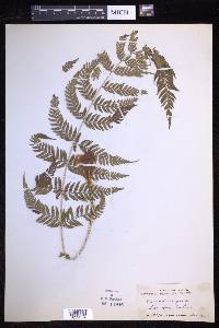 Dryopteris patula image