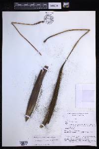 Elaphoglossum sartorii image