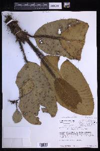 Elaphoglossum crinitum image