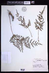 Dryopteris rossii image