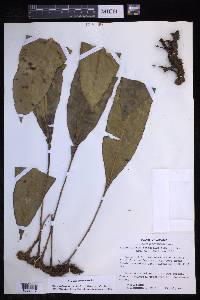 Elaphoglossum latifolium image