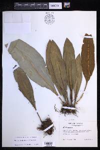 Elaphoglossum luridum image