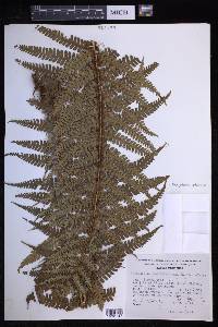 Dryopteris wallichiana image