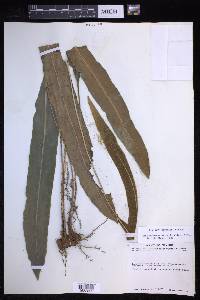 Elaphoglossum sartorii image