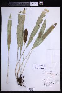 Elaphoglossum viride image