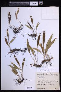Elaphoglossum affine image