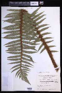 Dryopteris wallichiana image