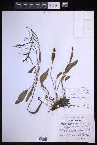 Elaphoglossum hartwegii image