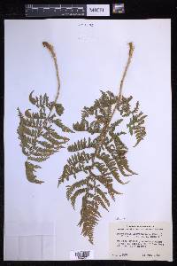 Dryopteris karwinskyana image