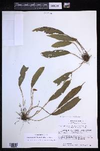 Elaphoglossum moritzianum image